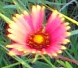 Pick a flower